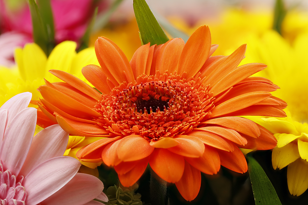 Gerbera2.jpg