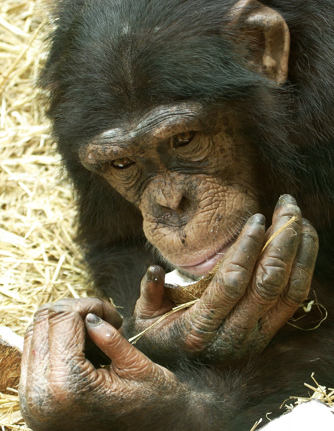 Chimpanzee.jpg