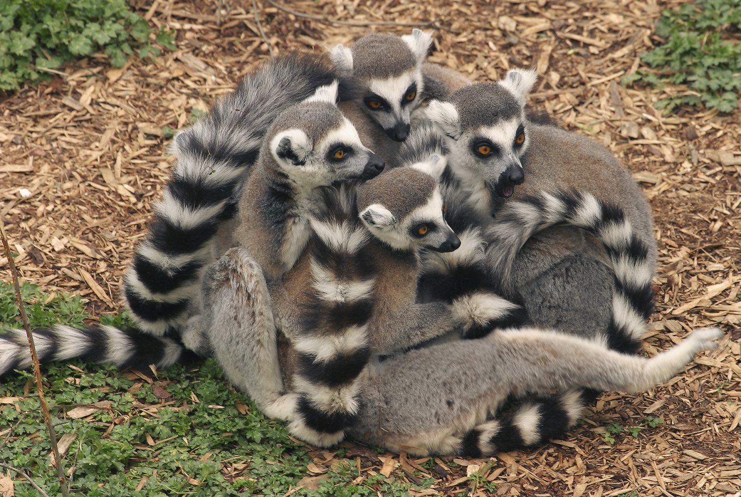 Lemurs.jpg