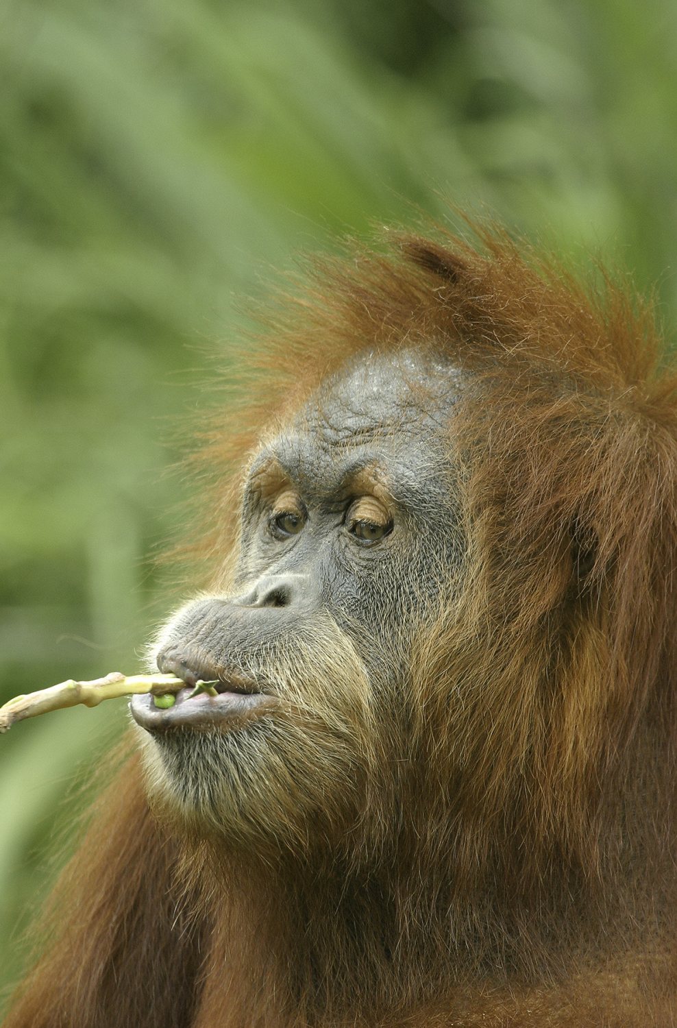 Orangutan.jpg