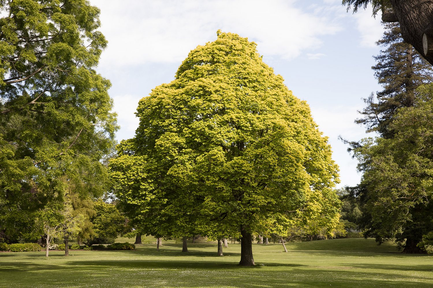 ChristchurchTree.jpg