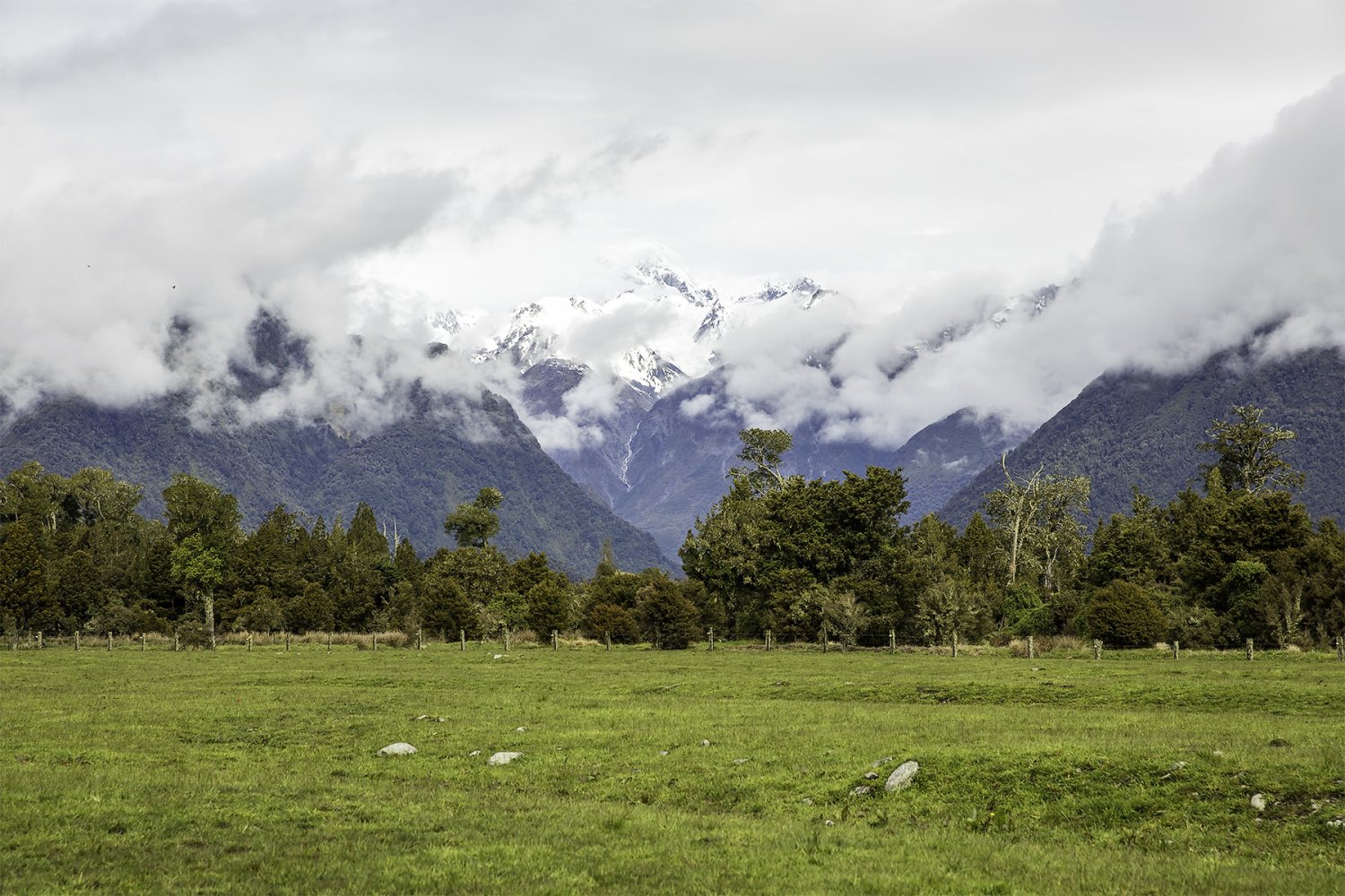 FoxGlacier.jpg