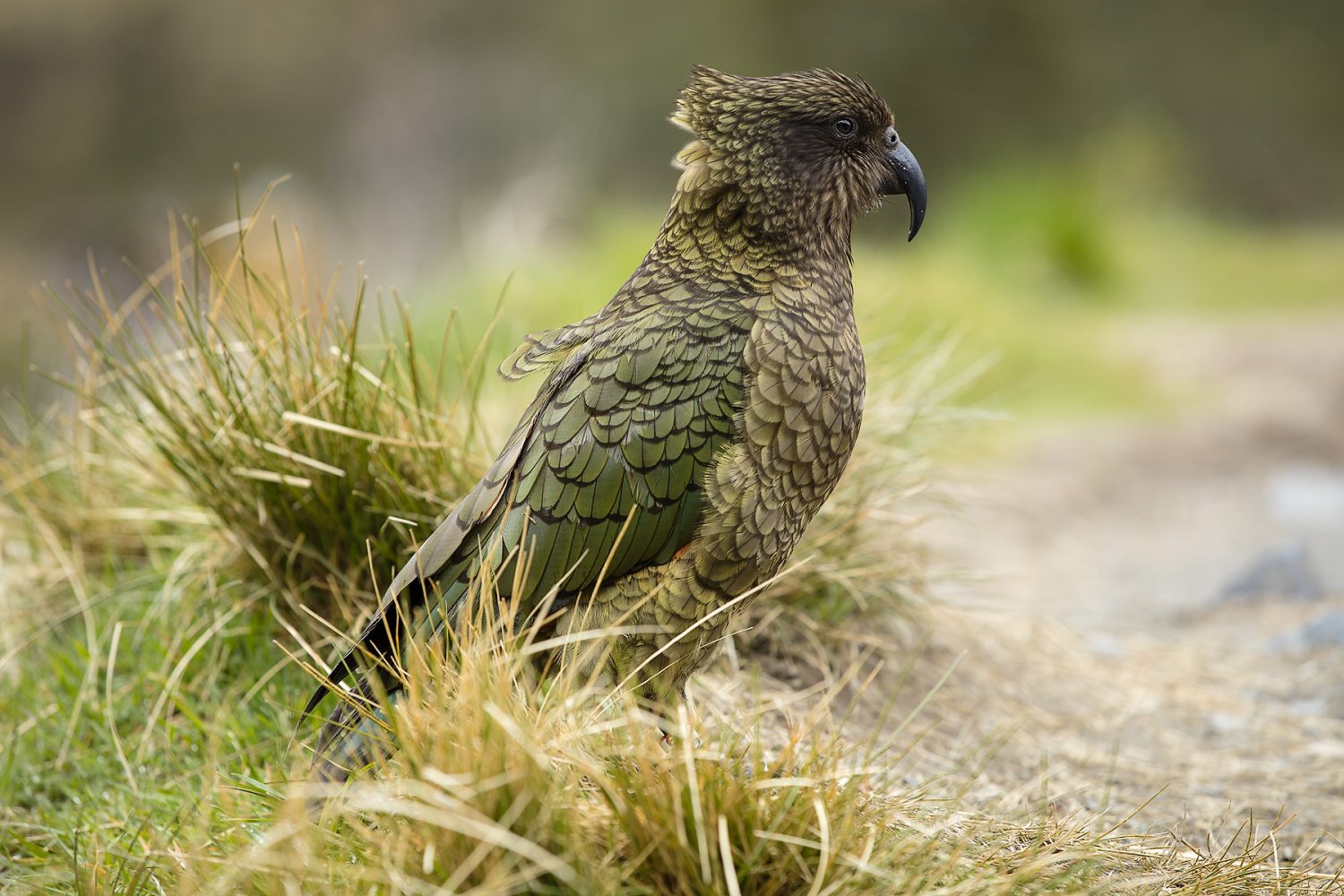 Kea.jpg