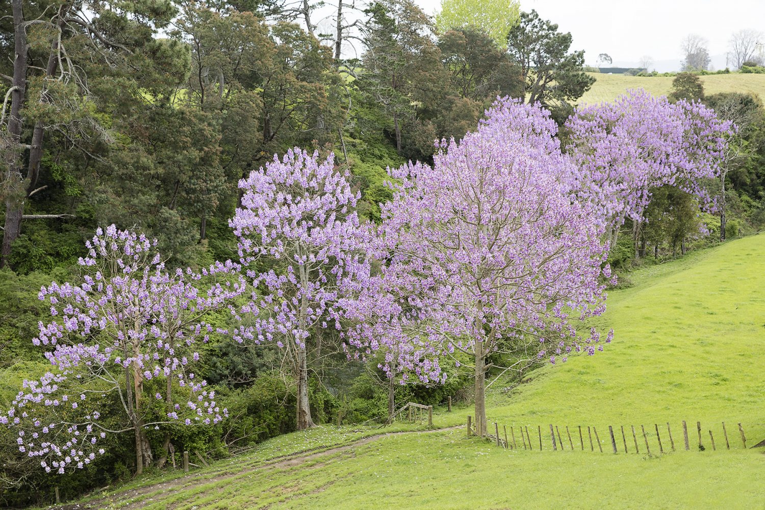 PinkTrees.jpg