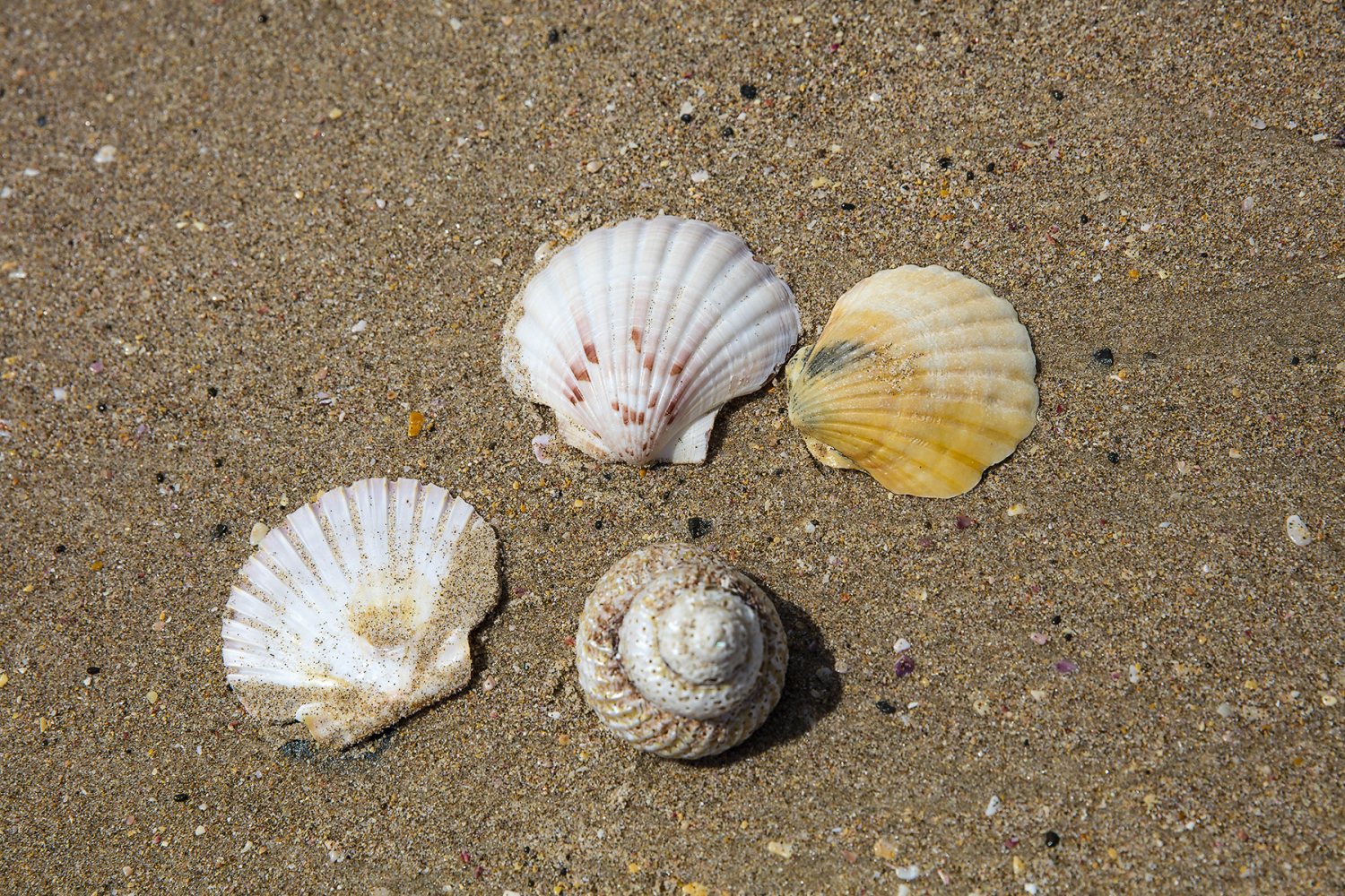 SeaShells.jpg