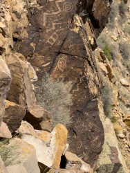 IMG_4231.jpg